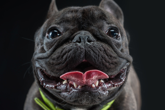 Фото Виктории Золоторёвой из статьи «Как снимать животных: кто и зачем фотографирует собак?»
