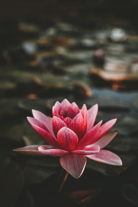A close up of a pink waterlilly - how to take good pictures