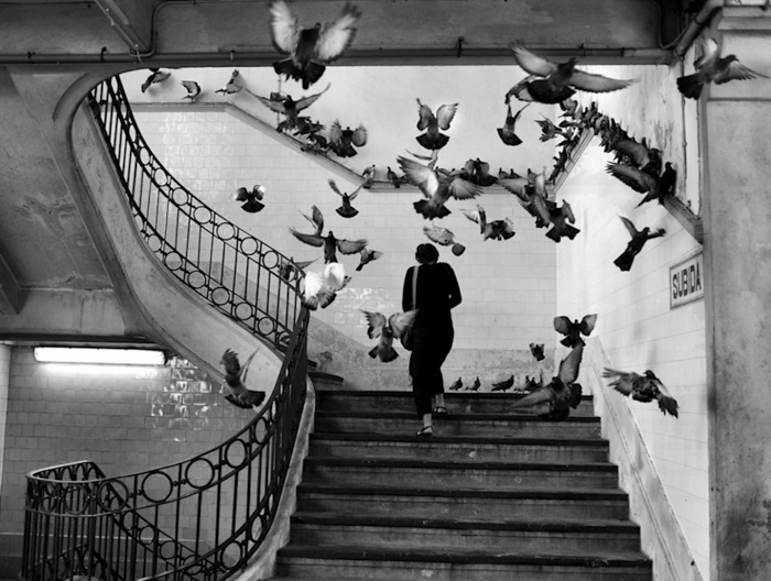 Black and white photo of a woman walking up stairs while a group of pigeons take flight - best photography documentaries