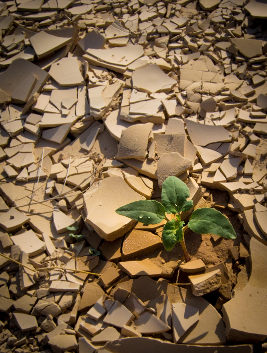A green plant growing through broken concrete and rubble demonstrating conceptual contrast images