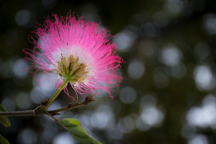 A close up photo of a pink flower with a soft bokeh background