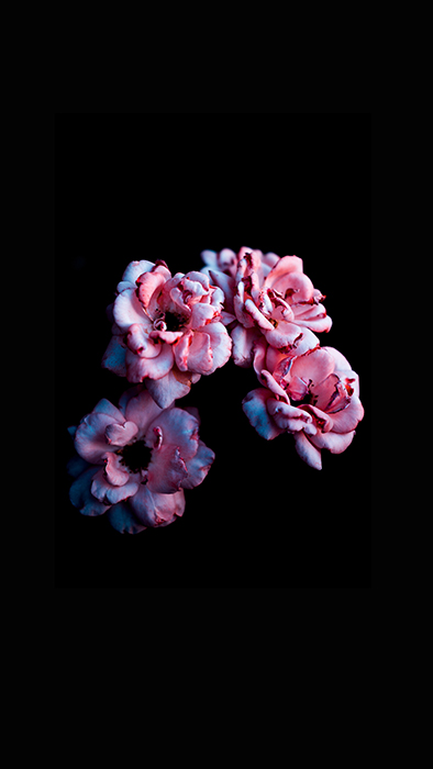 Pink flowers against a black background