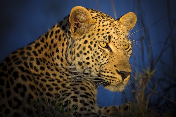 Leopard under the spotlight