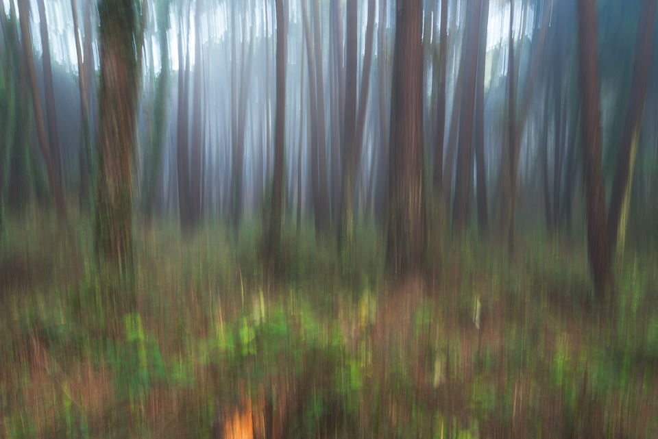 как фотографировать лес