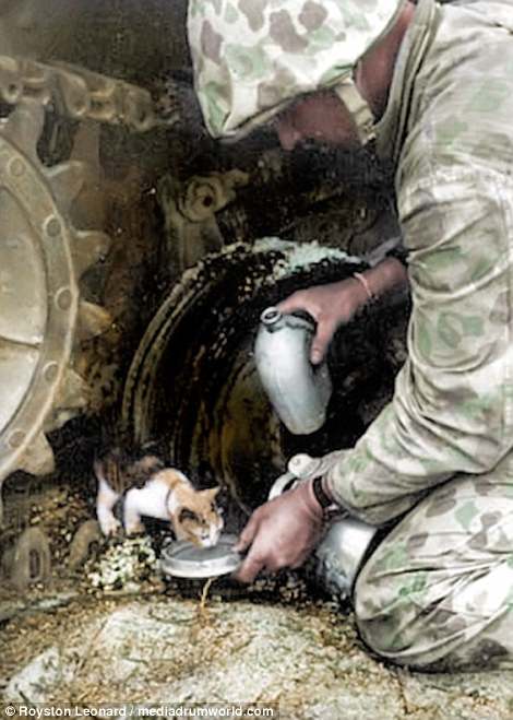 This image shows the more human side to soldiers, who kneels down to give a scared kitten peeping out of a tank