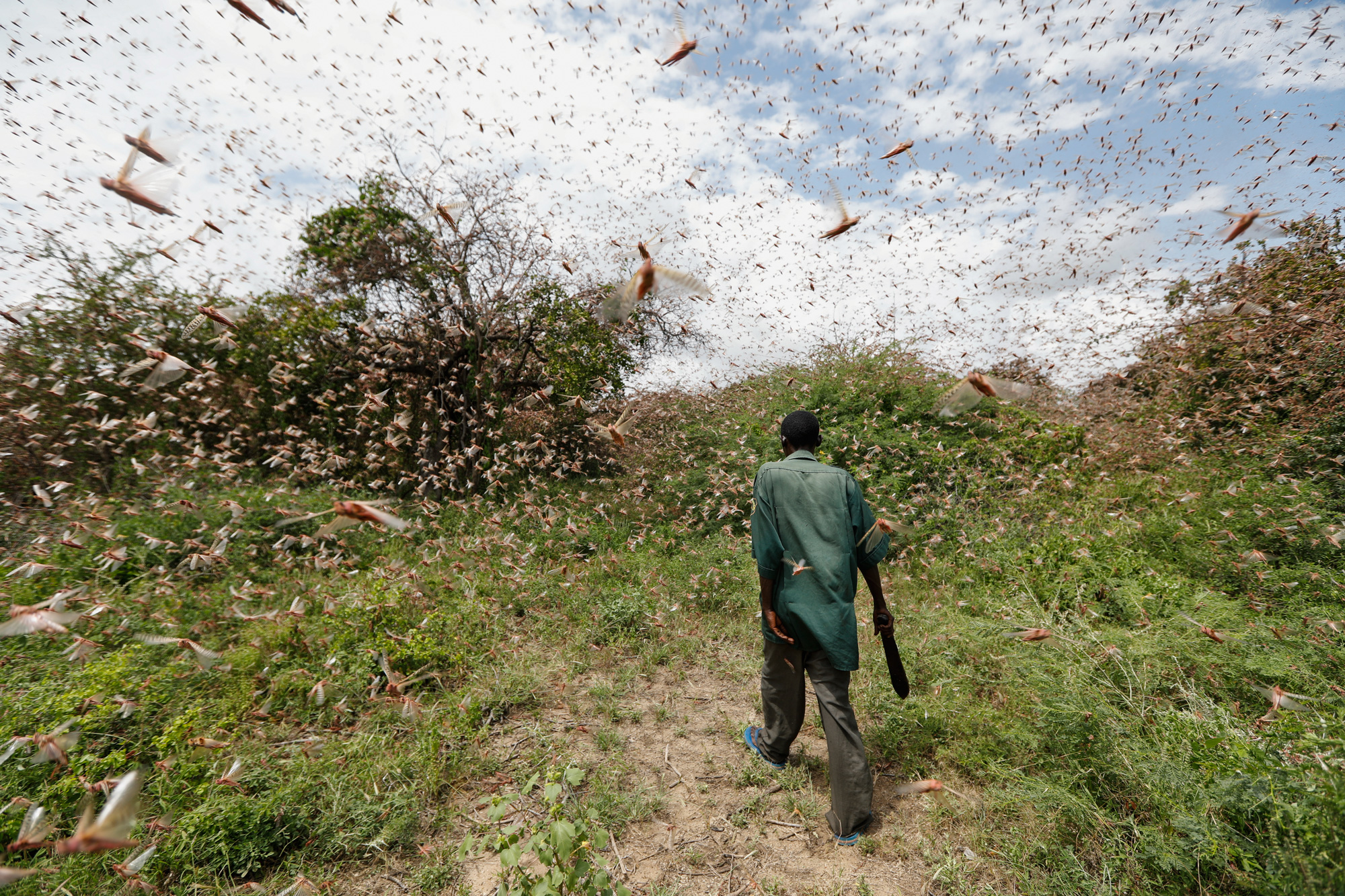 24 января: человек пробирается сквозь рой пустынной саранчи примерно в 200 километрах от Найроби, столицы Кении. Страна уже несколько недель переживает нашествие саранчи, поразившей более 70 тысяч земли в Сомали. Продовольственная и сельскохозяйственная организация Объединенных Наций (ФАО) назвала вызванный насекомыми кризис «наихудшей ситуацией за 25 лет». Также ФАО предупредила, что саранча создает «беспрецедентную угрозу» продовольственной безопасности в регионе.