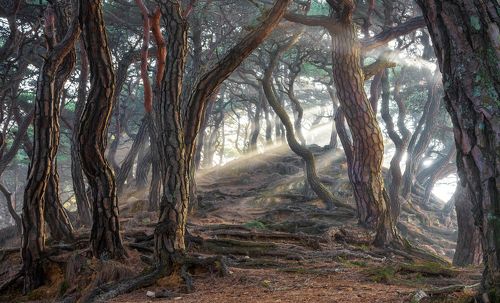 Sacred pine forest