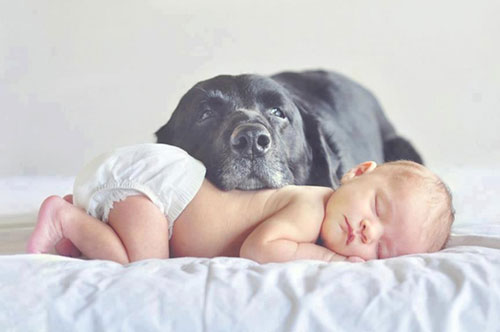 идеи для фотосессии новорожденных: дети и большие собаки