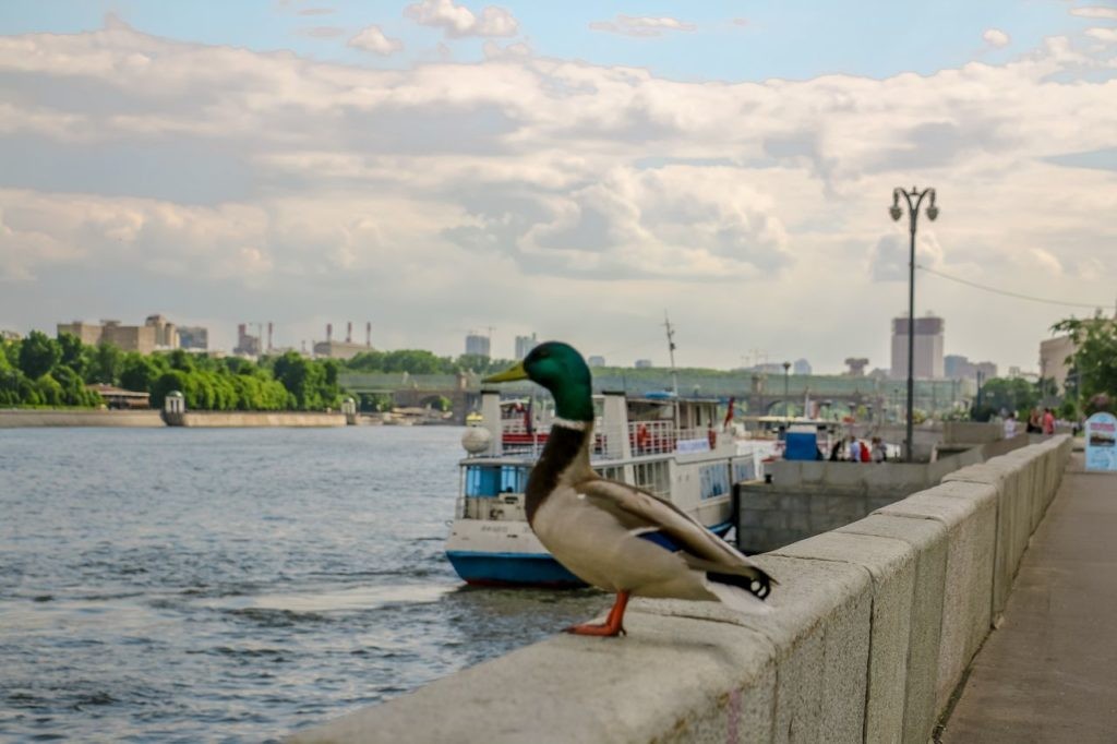 Фрунзенской набережной, фотопрогулка, летом место фотосессия, места +для фотосессий +в москве, proninfotograf ,