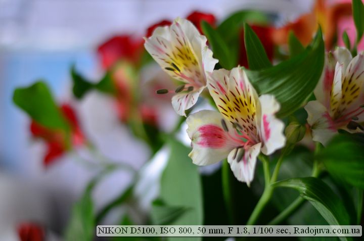 Пример фото на Nikon D5100. Потеря сочности цветовой гаммы при поднятии ИСО