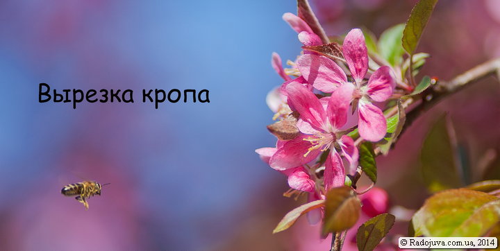 Вырезка кропа