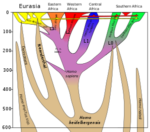 Selection of described Hominin species, 2002