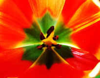 Photo of a tulip with increased details