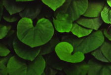 Зелёные листья