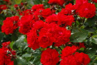 Small picture of a bush of red roses