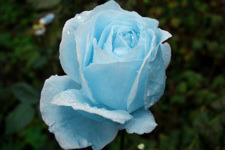 Бирюзовая роза